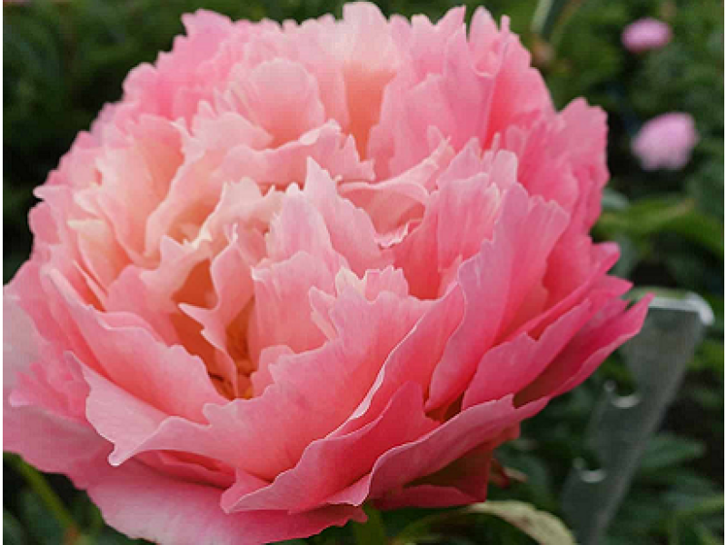 півонія Pink Hawaiian Coral
