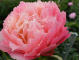півонія Pink Hawaiian Coral