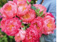 півонія Pink Hawaiian Coral