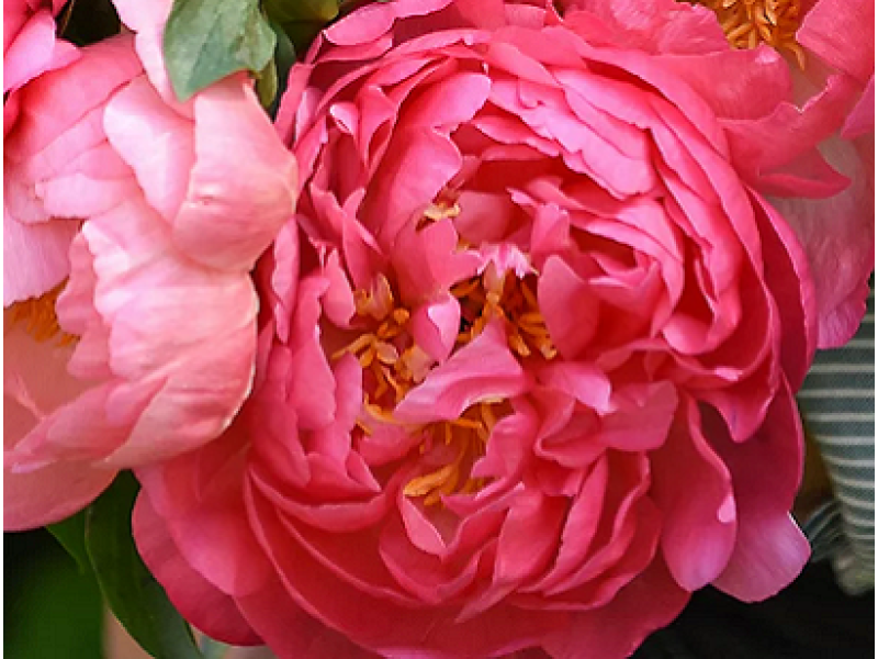 півонія Pink Hawaiian Coral