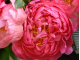 півонія Pink Hawaiian Coral