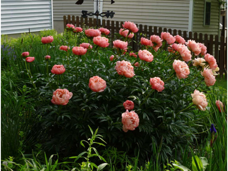півонія Pink Hawaiian Coral
