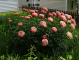 півонія Pink Hawaiian Coral