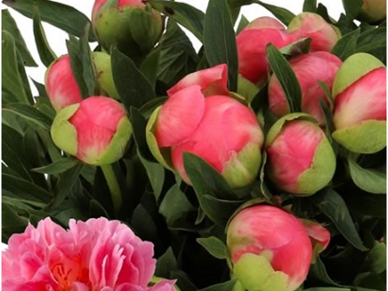 півонія Pink Hawaiian Coral