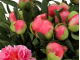 півонія Pink Hawaiian Coral