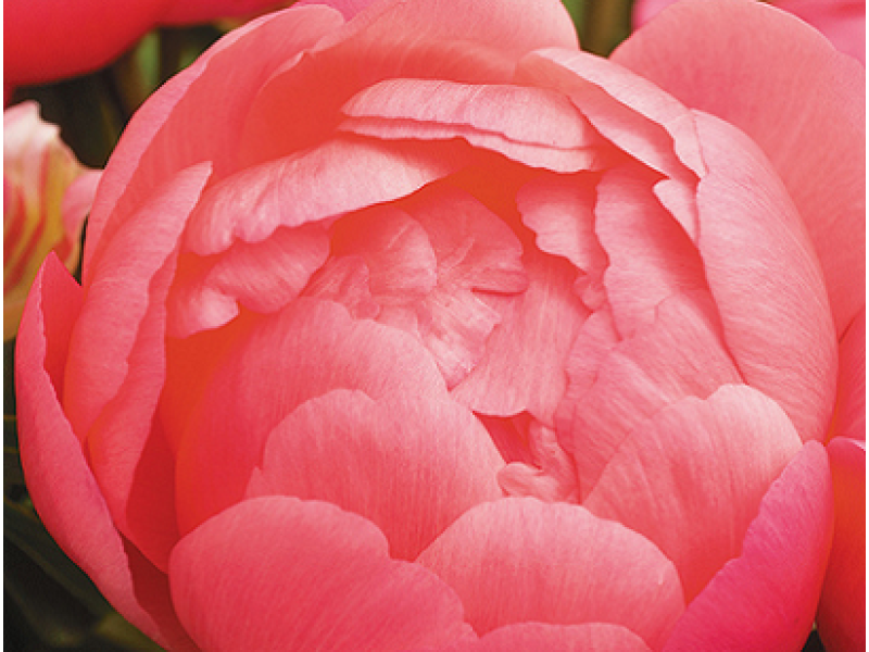півонія Pink Hawaiian Coral