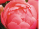 півонія Pink Hawaiian Coral