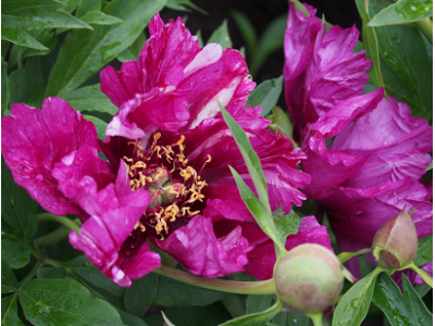 півонія Morning Lilac