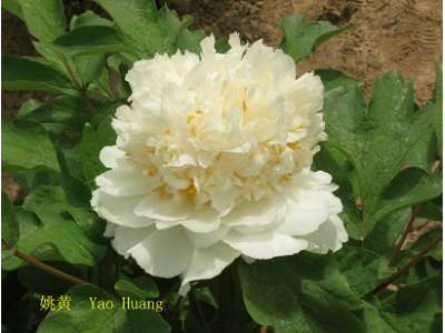 півонія Yao's Yellow