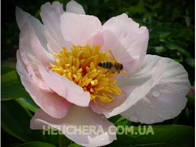 півонія Lavender Whisper