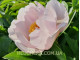 Lavender Whisper