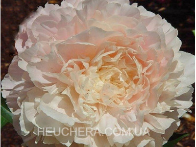 півонія Summer Glow