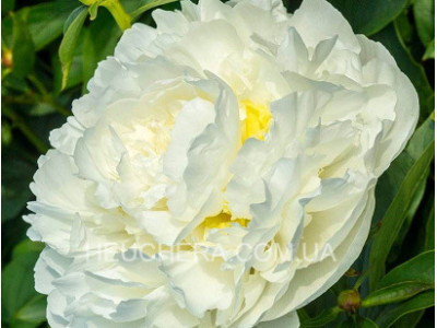 півонія Duchesse De Nemour