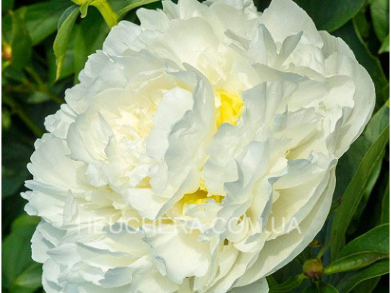 Duchesse De Nemour
