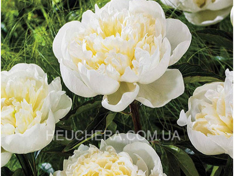 Duchesse De Nemour