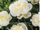 Duchesse De Nemour