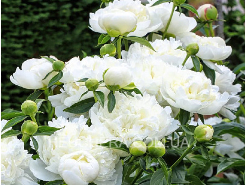 Duchesse De Nemour