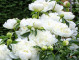 Duchesse De Nemour