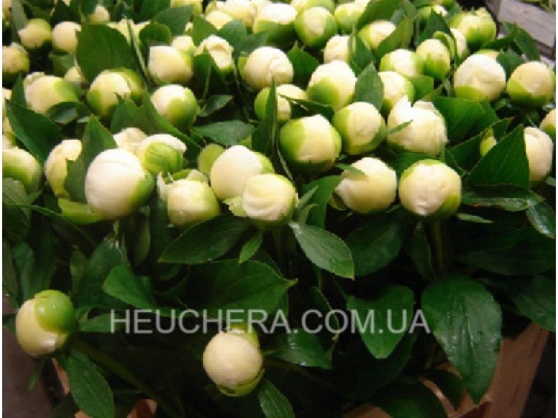 Duchesse De Nemour