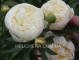 Duchesse De Nemour