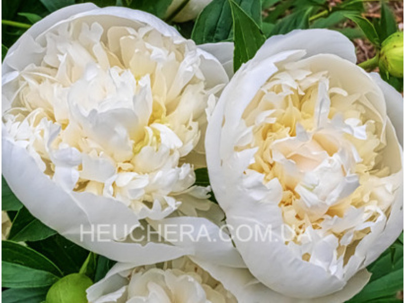 Duchesse De Nemour