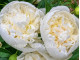 Duchesse De Nemour