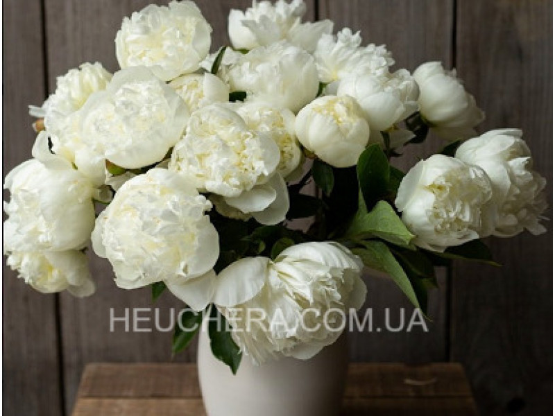 Duchesse De Nemour