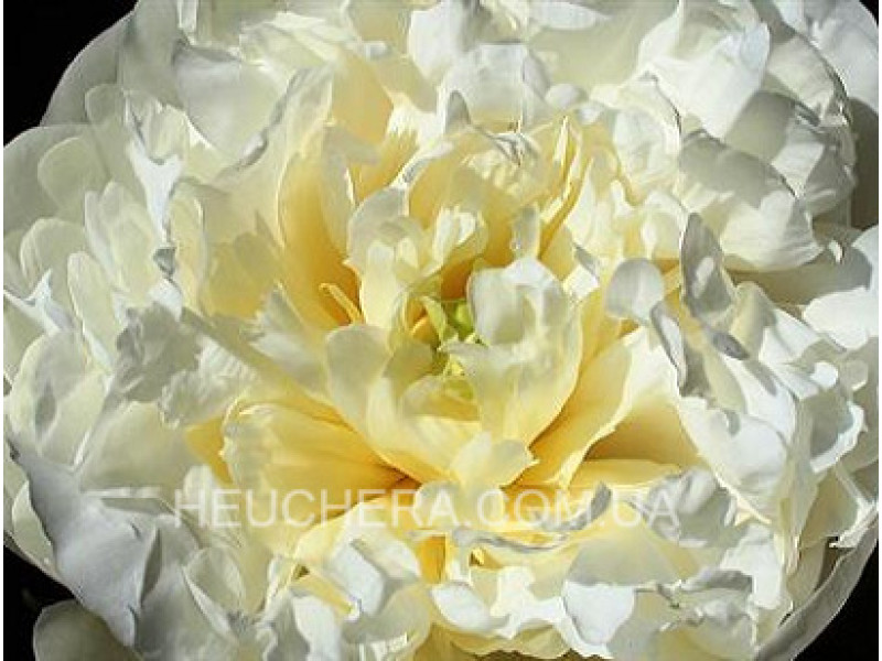 Duchesse De Nemour