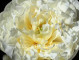 Duchesse De Nemour