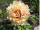Canary Brilliants