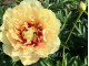Canary Brilliants