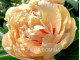 Canary Brilliants