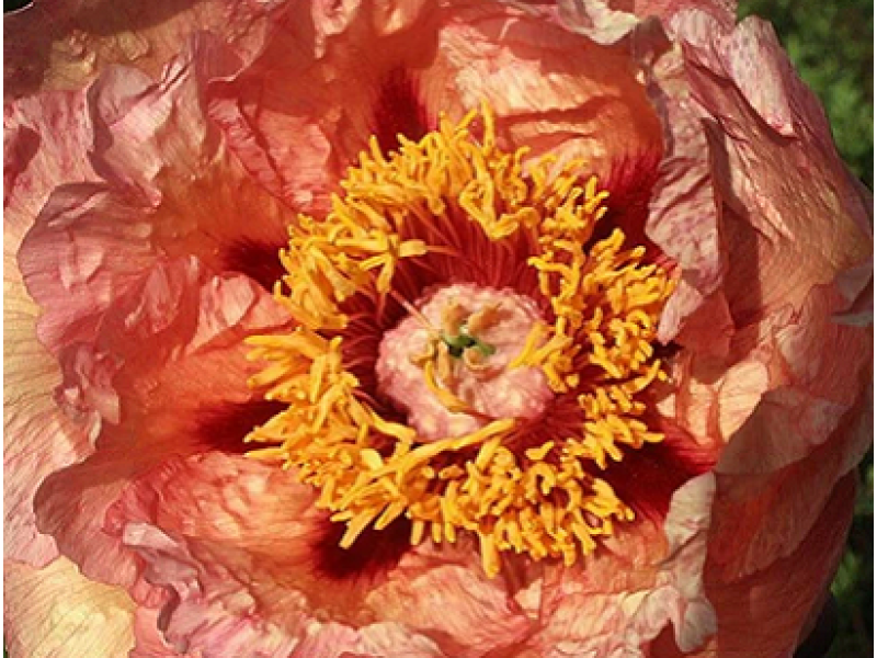 Orange Victory