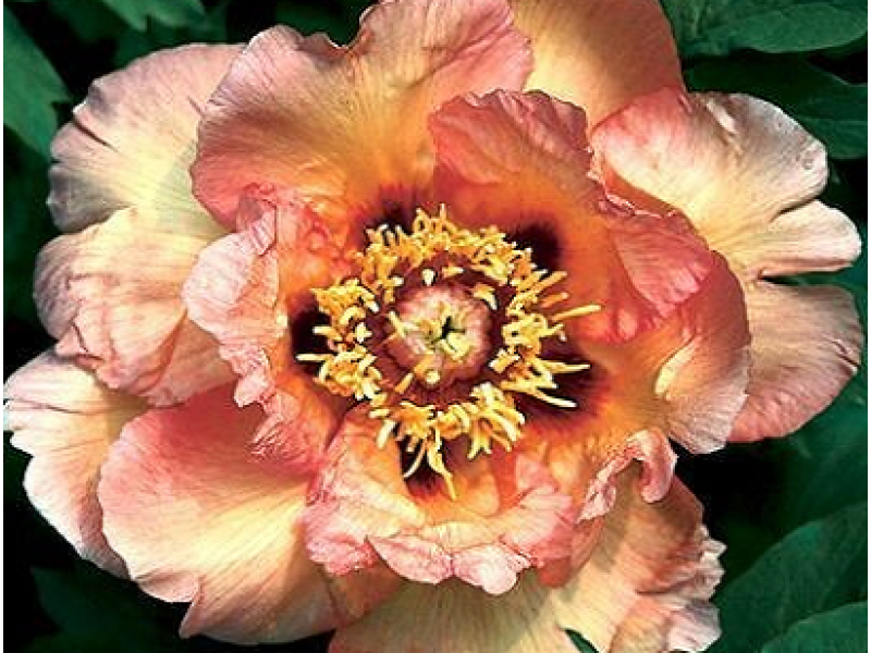 Orange Victory