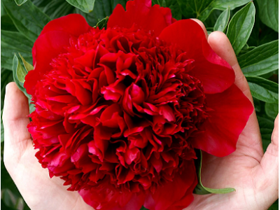півонія Red Charm