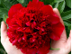 Red Charm