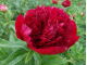 Red Charm
