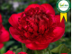 Red Charm