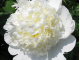 Bridal Grace