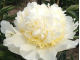 Bridal Grace