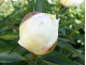 Bridal Grace