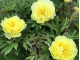 Smith Family Yellow