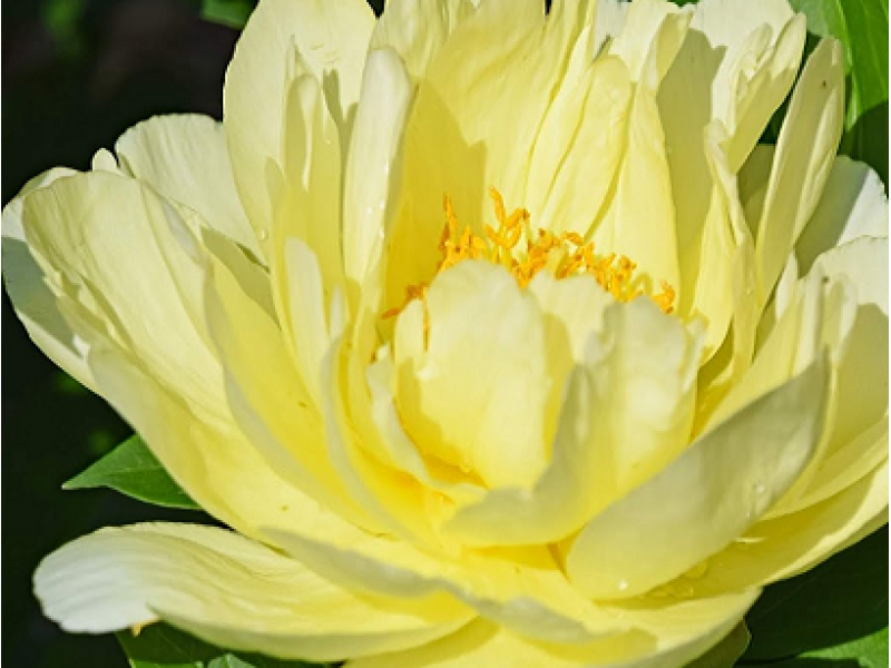 Smith Family Yellow