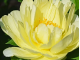 Smith Family Yellow