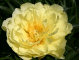 Smith Family Yellow