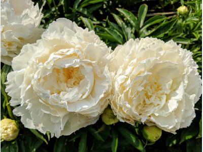 півонія White Ivory