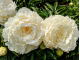 White Ivory
