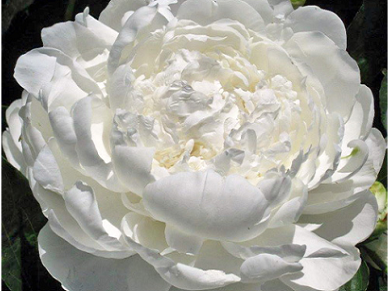 White Ivory