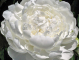 White Ivory