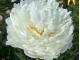 White Ivory